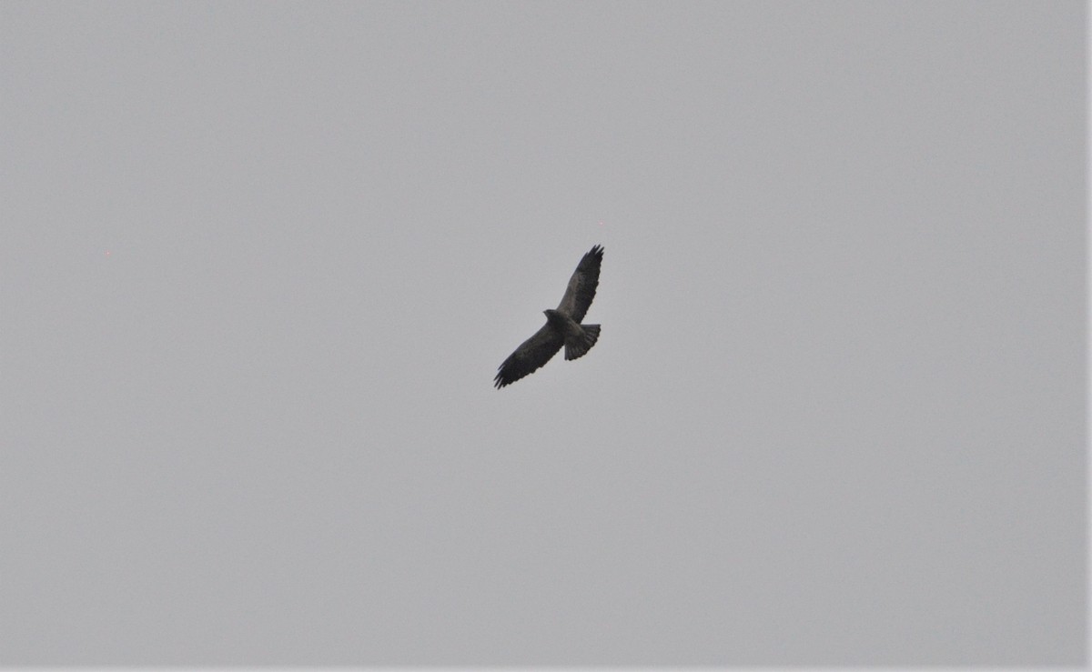 Swainson's Hawk - ML152719611