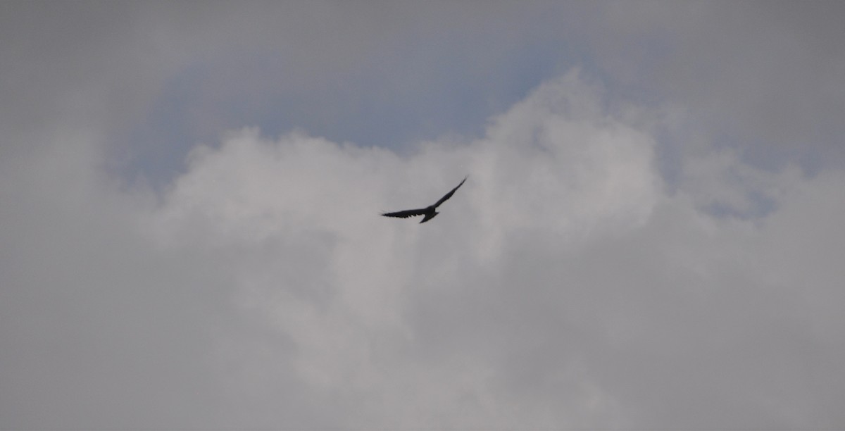 Swainson's Hawk - ML152719631