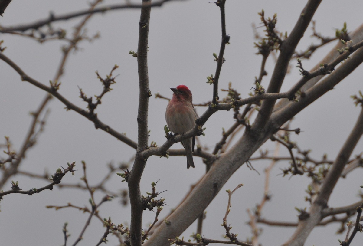 Cassin's Finch - ML152719721