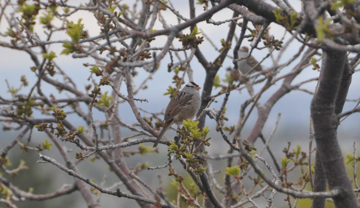 White-crowned Sparrow - ML152719781