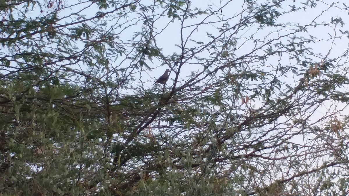 Laughing Dove - ML152720351