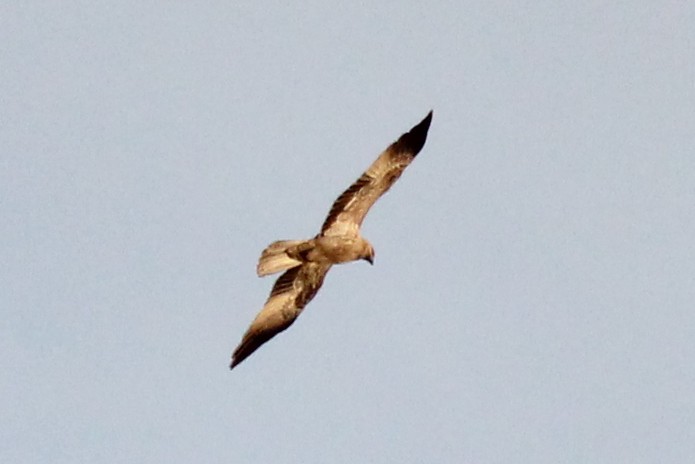 Whistling Kite - Geoffrey Cox