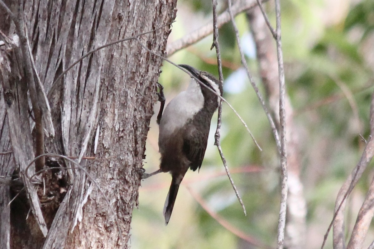 White-browed Babbler - ML152720651