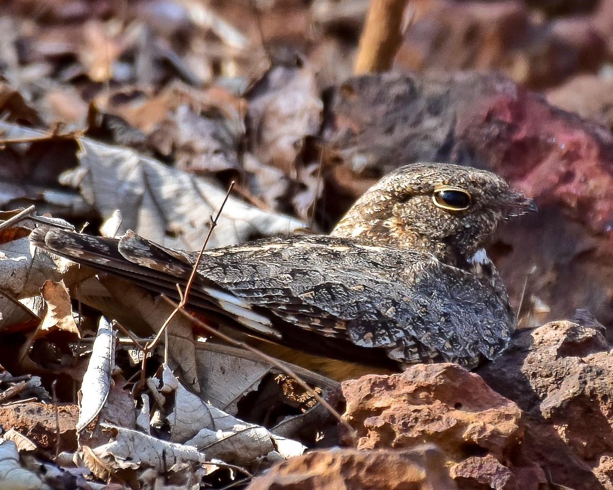 Engoulevent affin - ML152722131