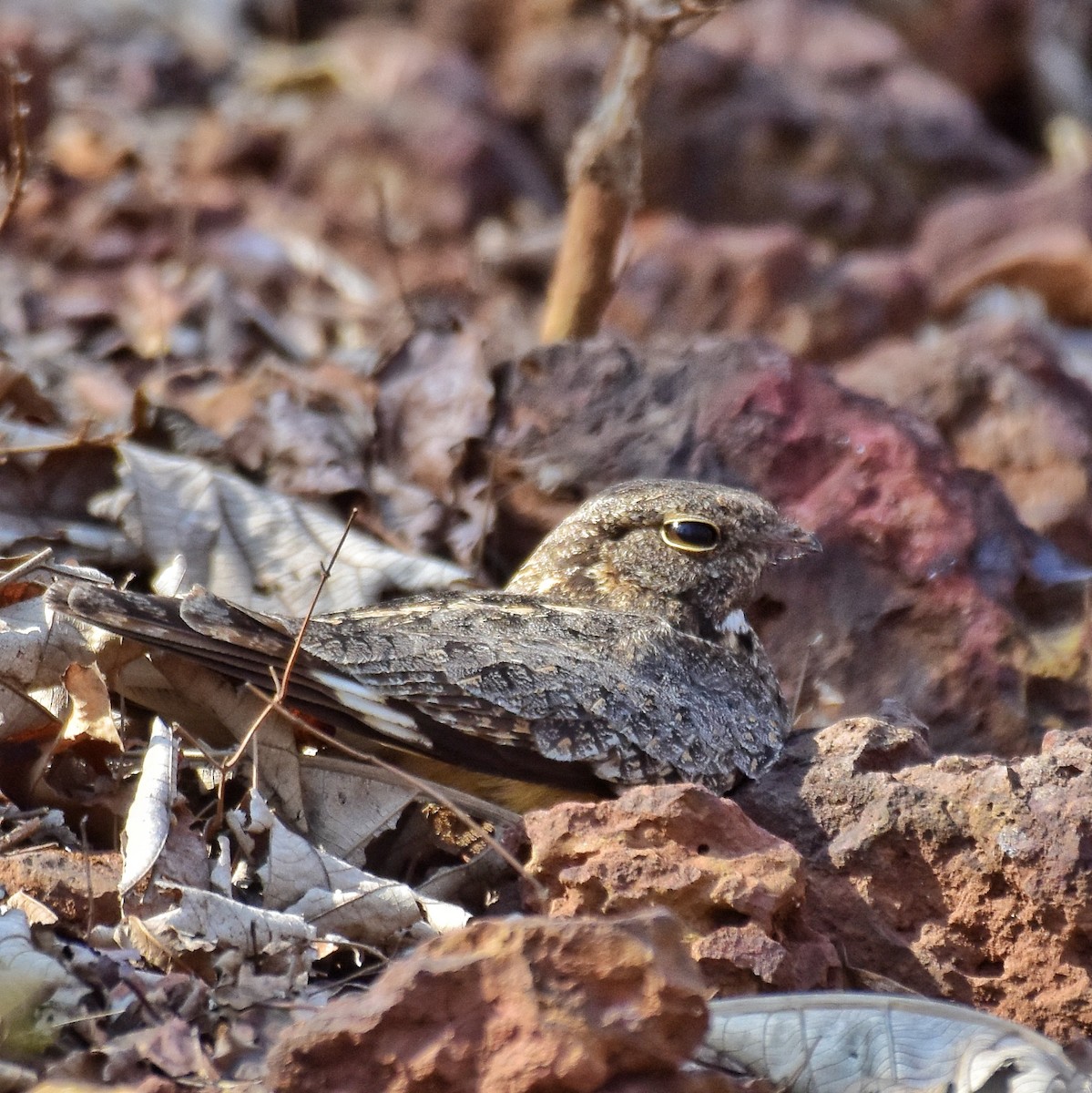 Engoulevent affin - ML152722141