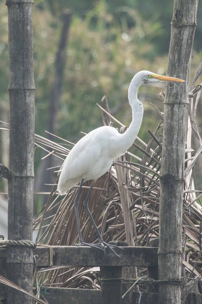 Great Egret - ML152722241