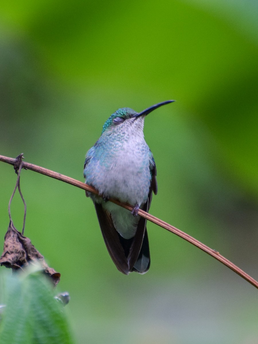 Blauschwanz-Buffonkolibri - ML152722271