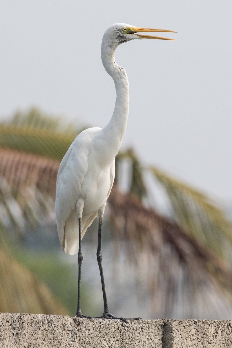 Great Egret - ML152722281