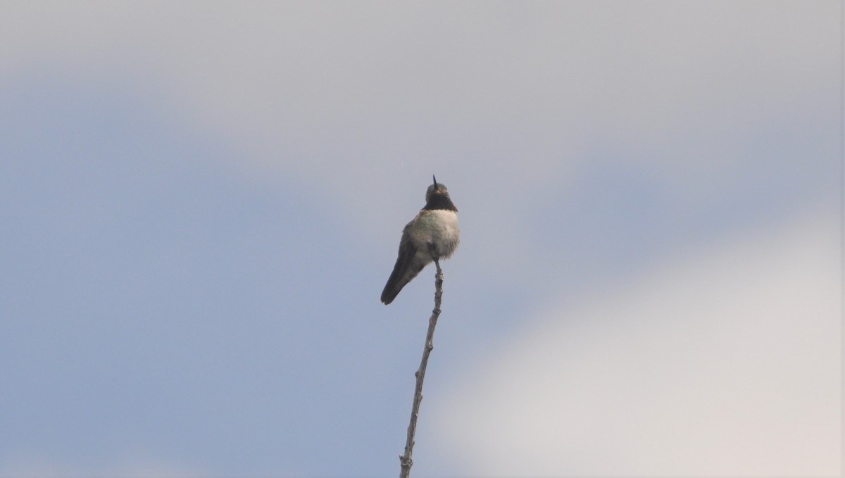 Geniş Kuyruklu Kolibri - ML152722381