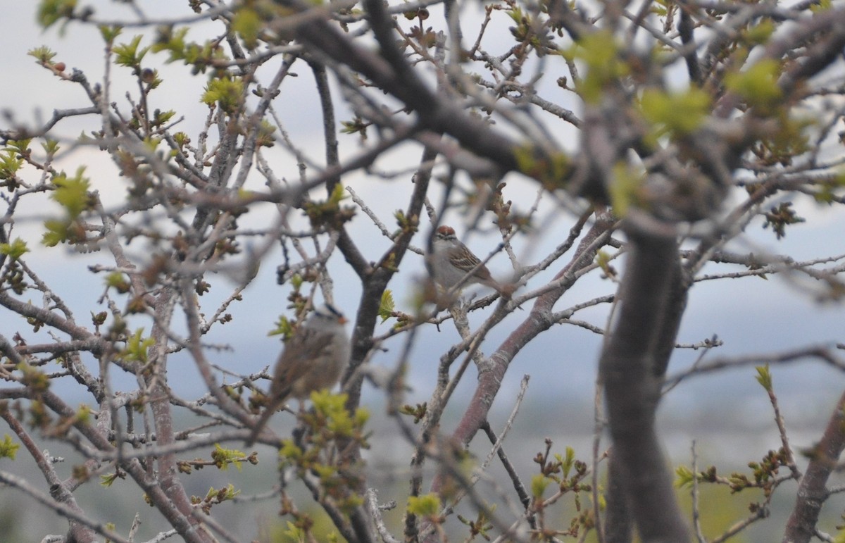 Chipping Sparrow - ML152722411