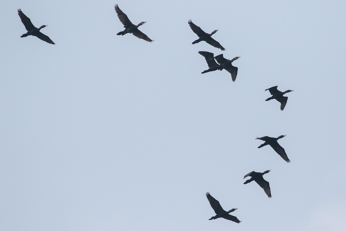 Cormoran à cou brun - ML152722441