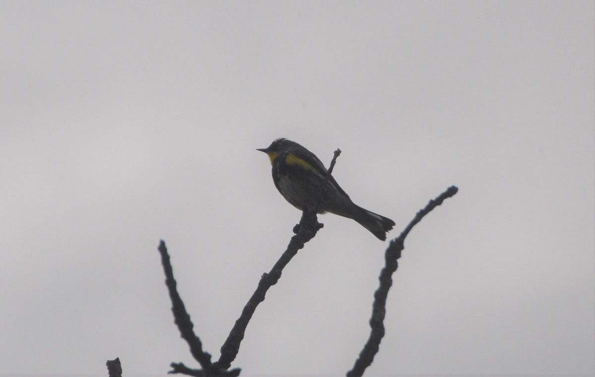 Yellow-rumped Warbler (Audubon's) - ML152722481