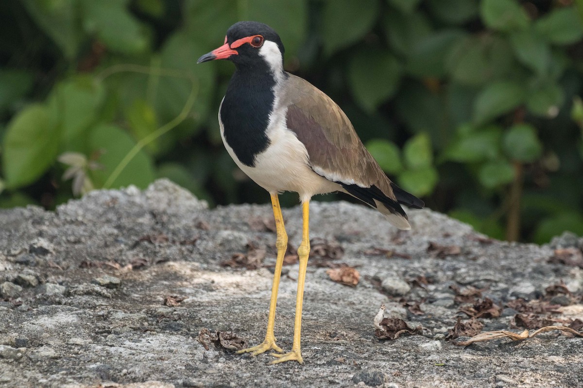 Red-wattled Lapwing - ML152722521