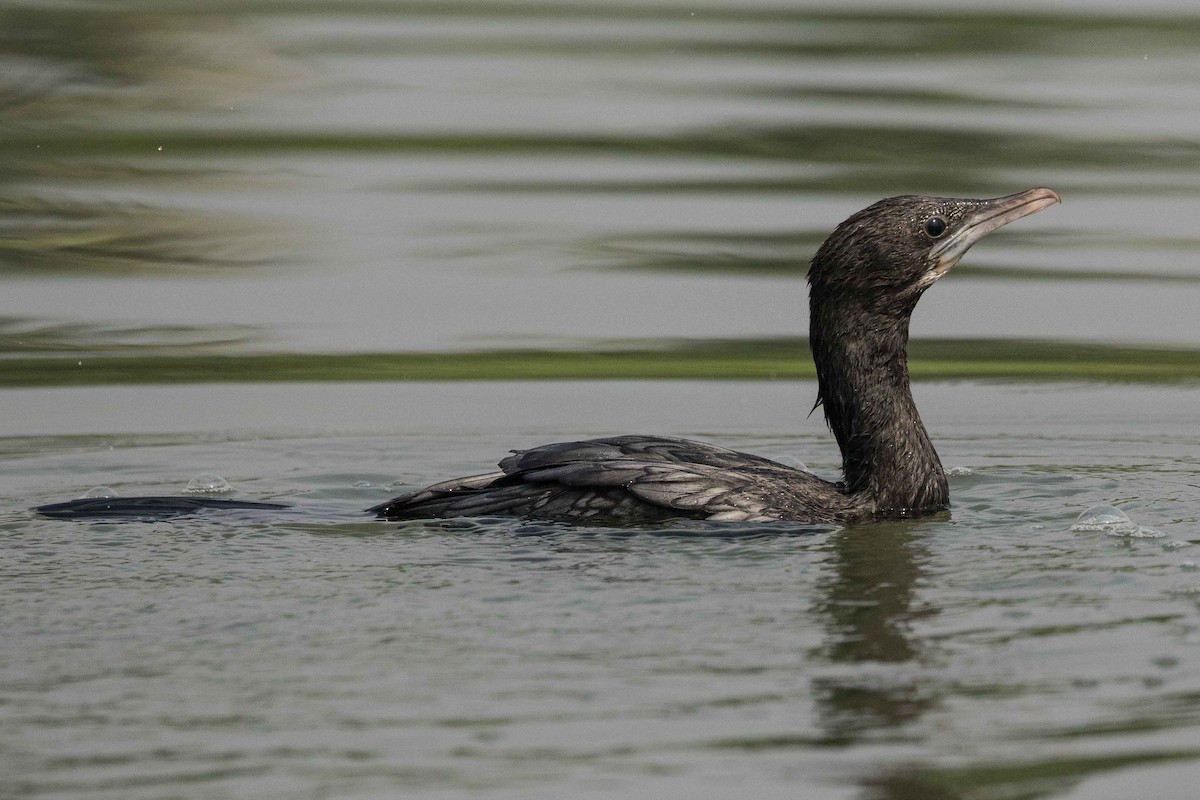 Little Cormorant - ML152722531