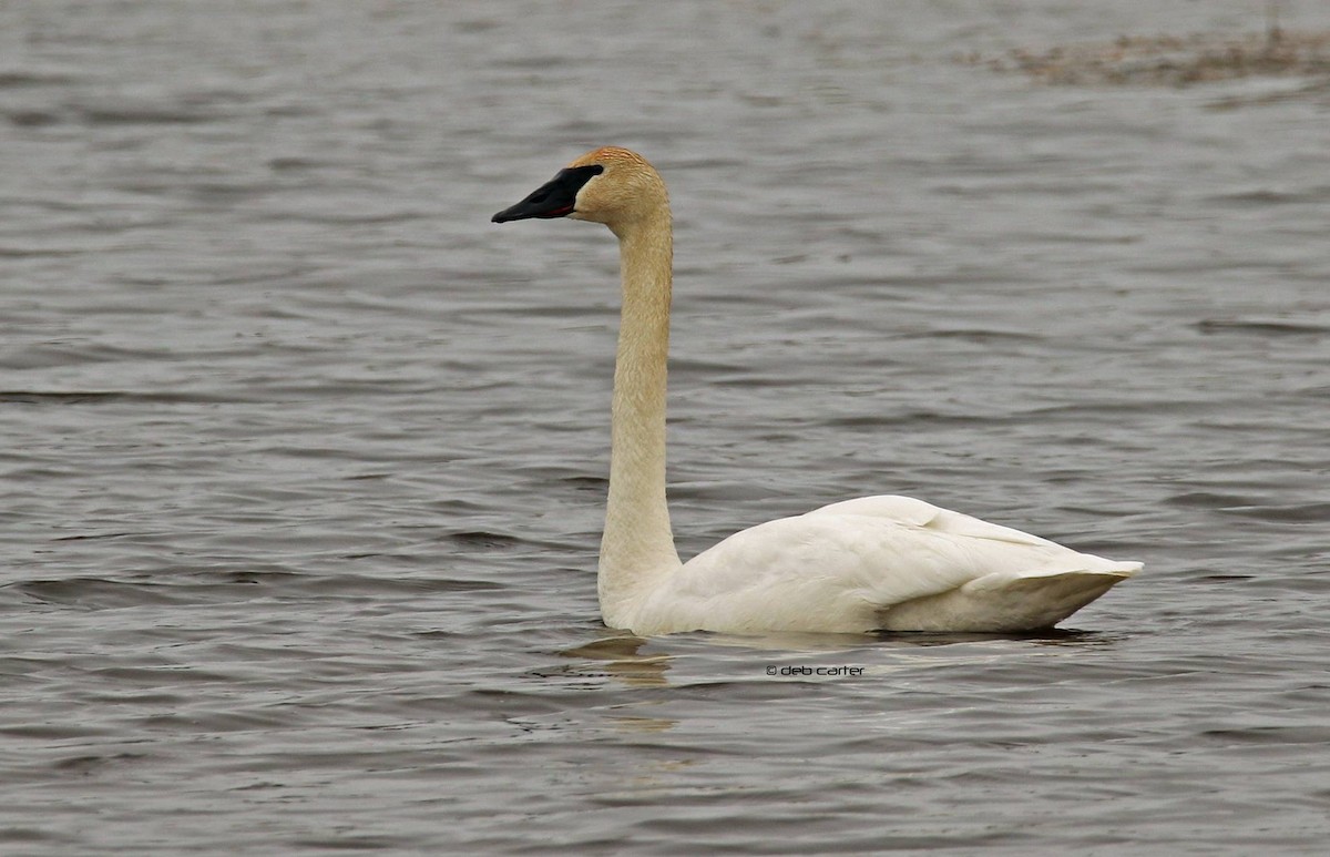 Cygne trompette - ML152722611