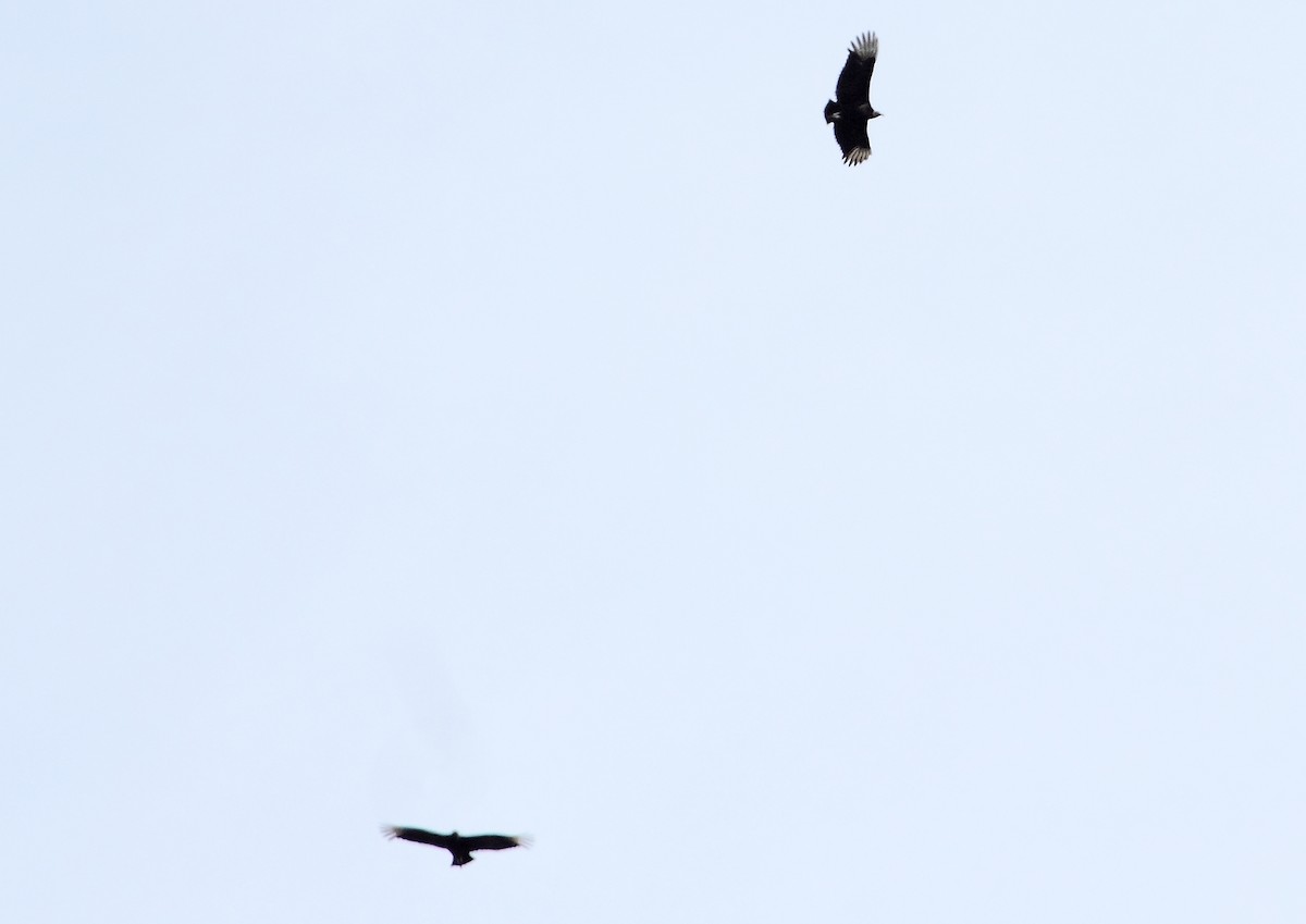 Black Vulture - ML152723541