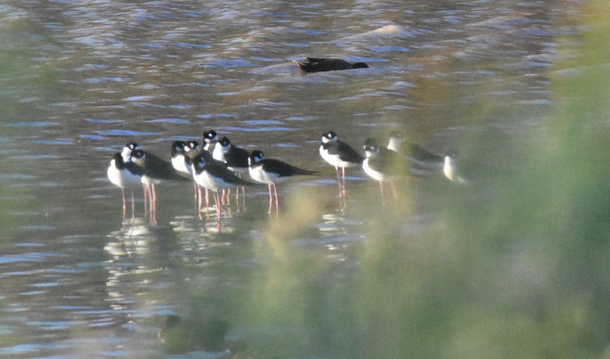 Schwarznacken-Stelzenläufer (mexicanus) - ML152724171