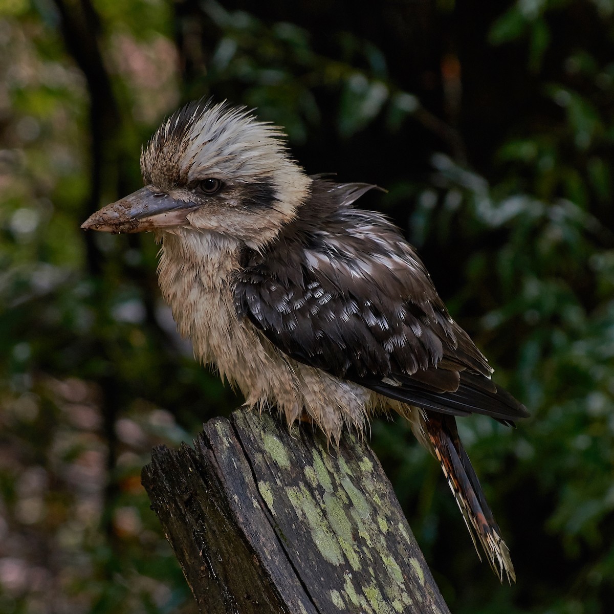 Laughing Kookaburra - ML152725491