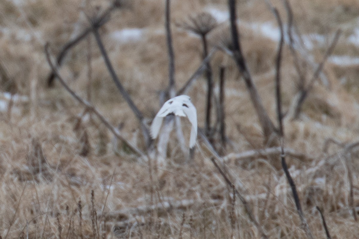 Beringschneeammer - ML152727231