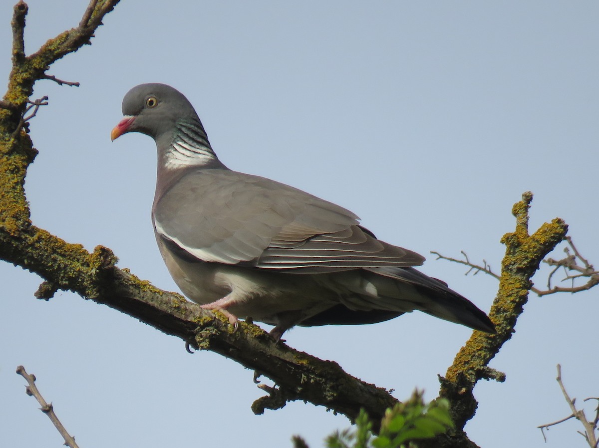 Common Wood-Pigeon - ML152728021