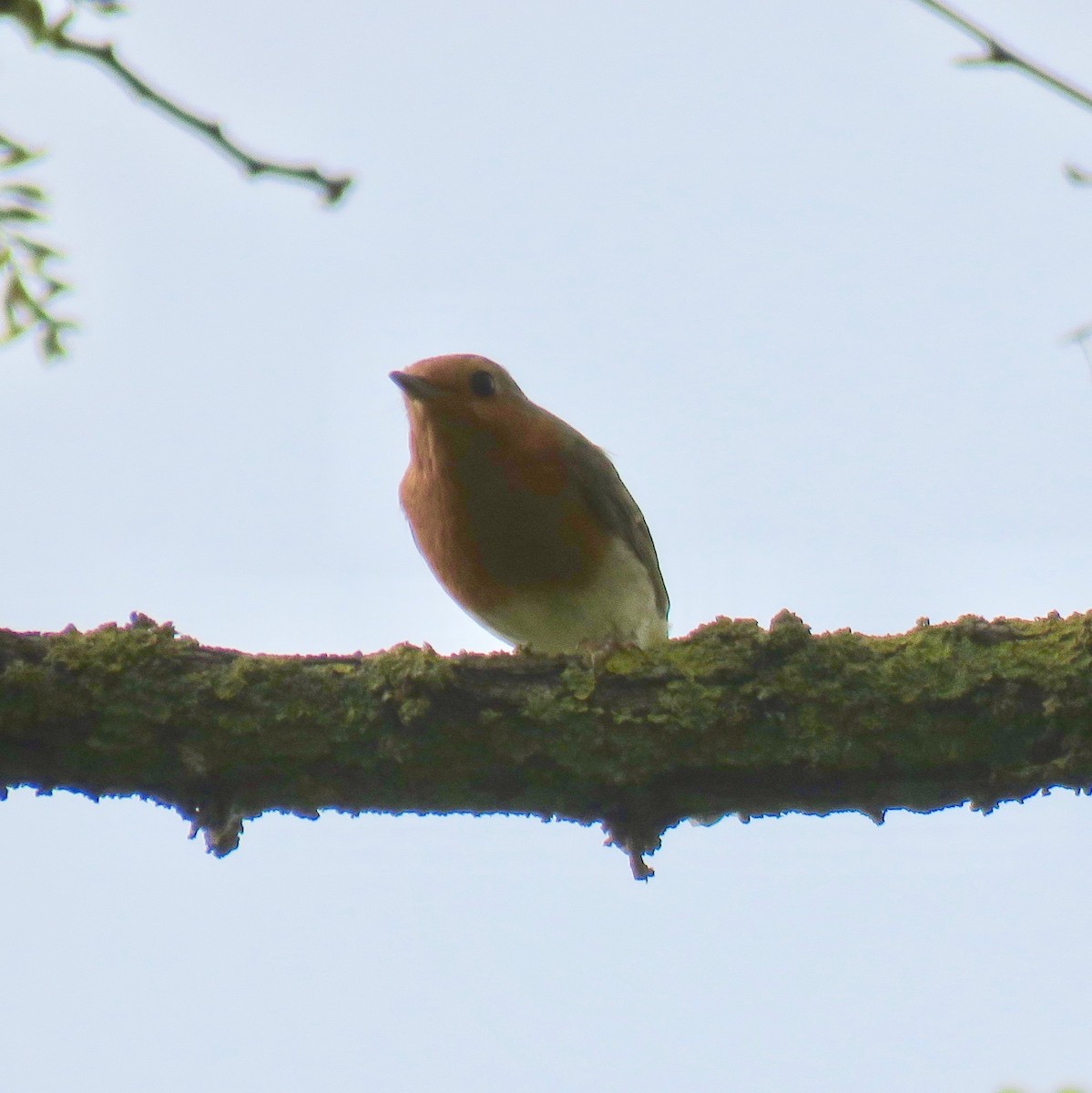 European Robin - ML152728151