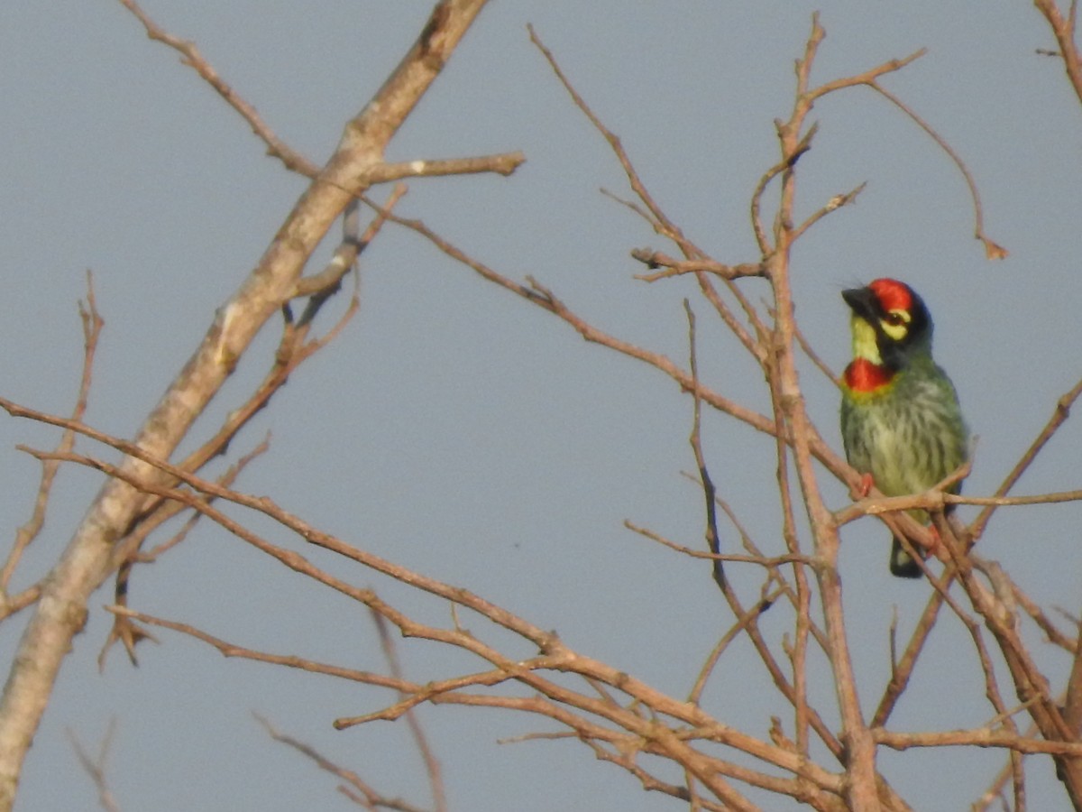 Coppersmith Barbet - ML152728431