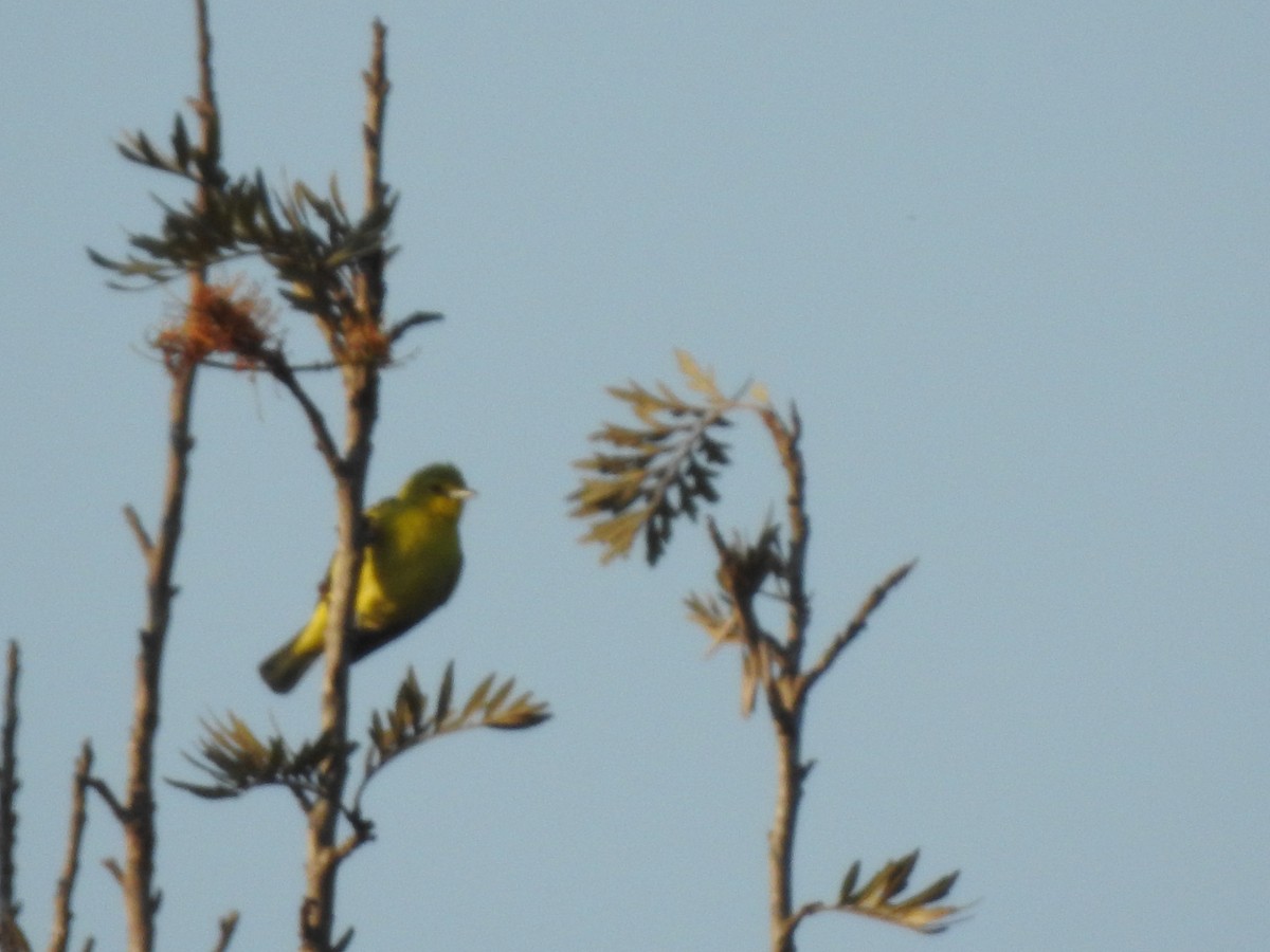 Common Iora - ML152728441