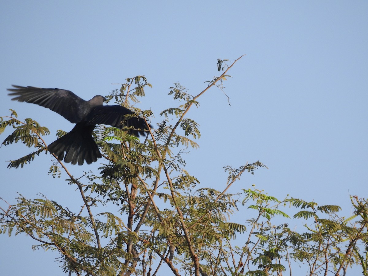 House Crow - Arulvelan Thillainayagam