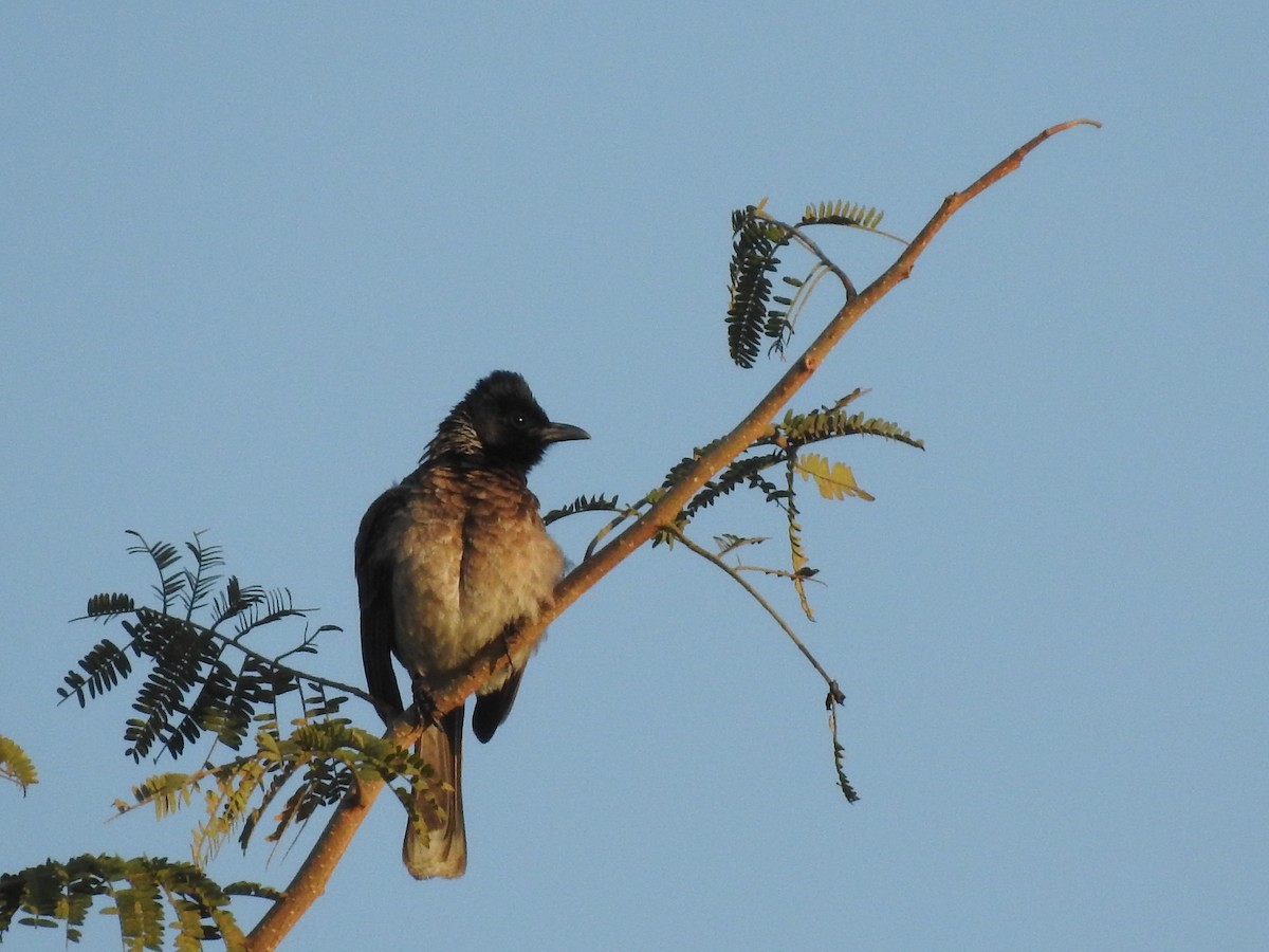 Red-vented Bulbul - ML152728611