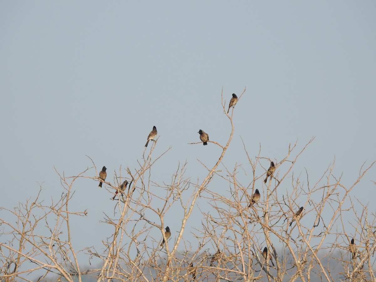 Red-vented Bulbul - ML152728621