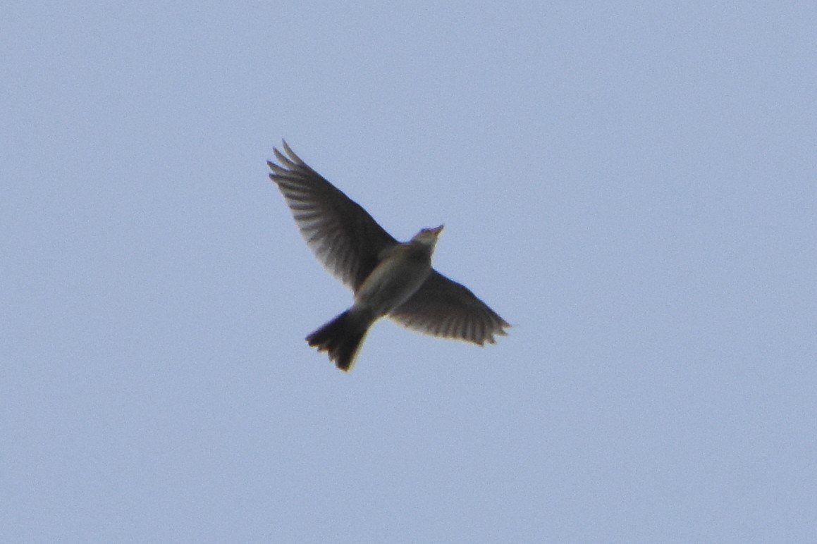 Eurasian Skylark - Andrew Dobson