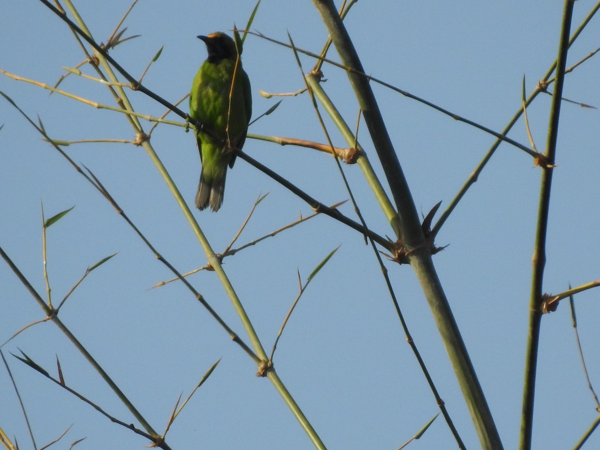 Golden-fronted Leafbird - ML152728801