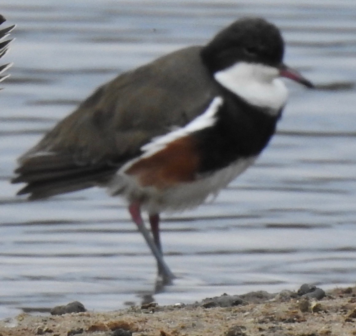 Red-kneed Dotterel - ML152730261