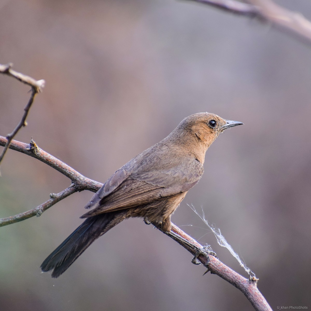 Brown Rock Chat - ML152730841