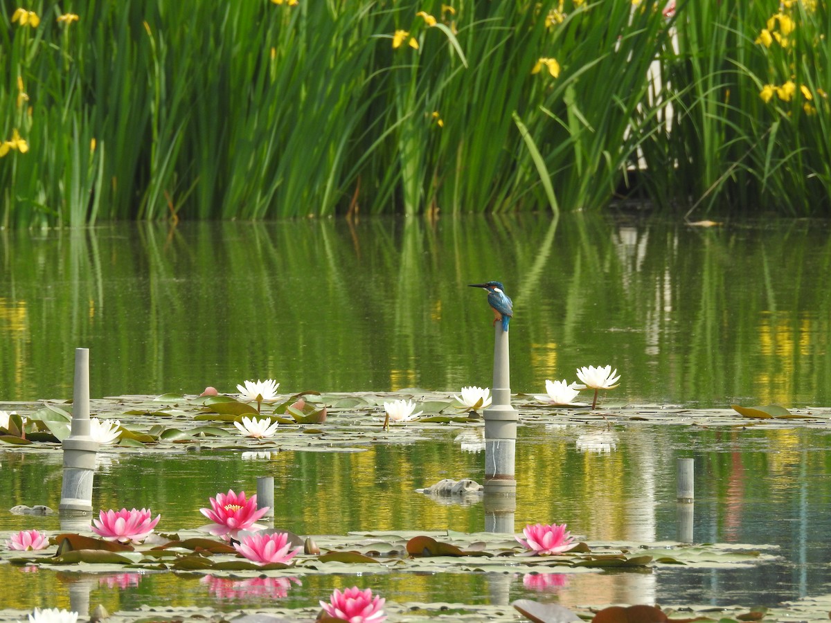 Common Kingfisher - ML152731651