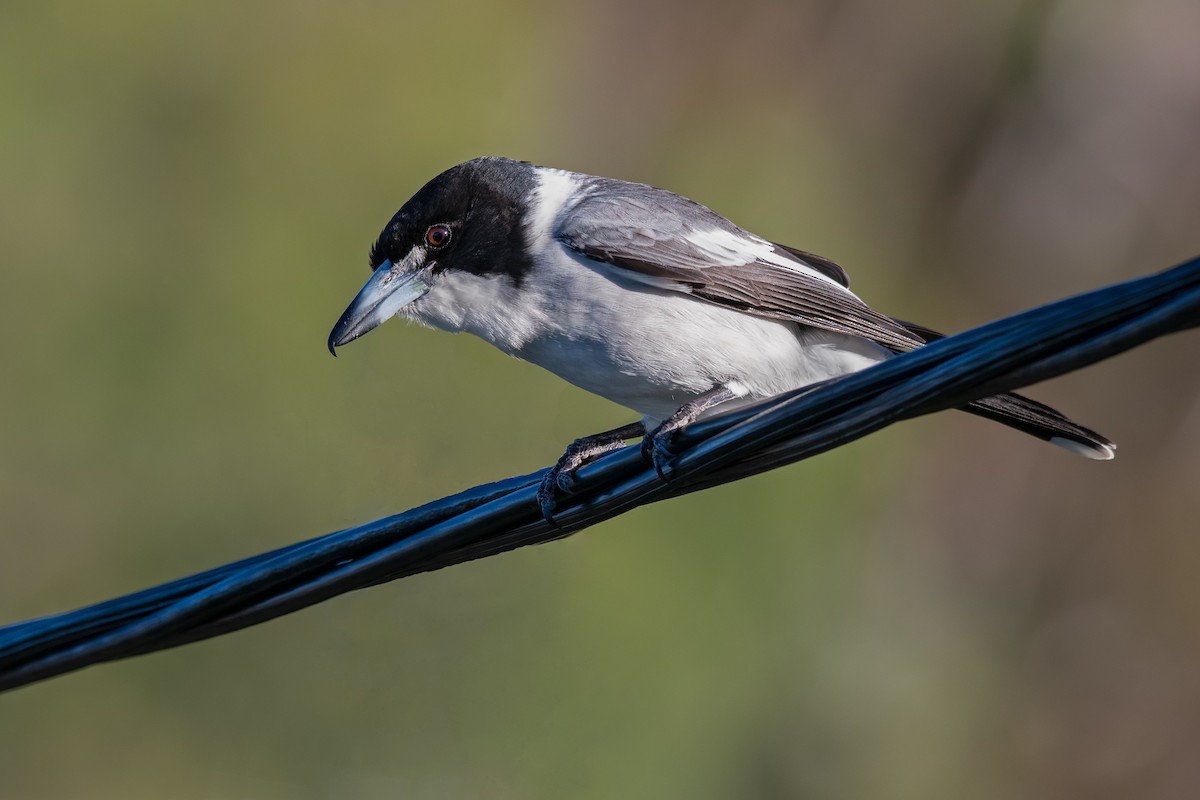 Gray Butcherbird - ML152731811