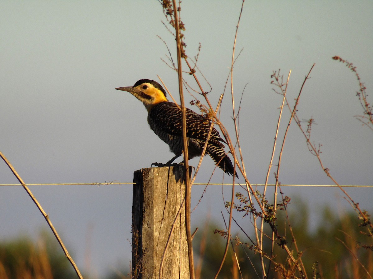 Campo Flicker - ML152733601