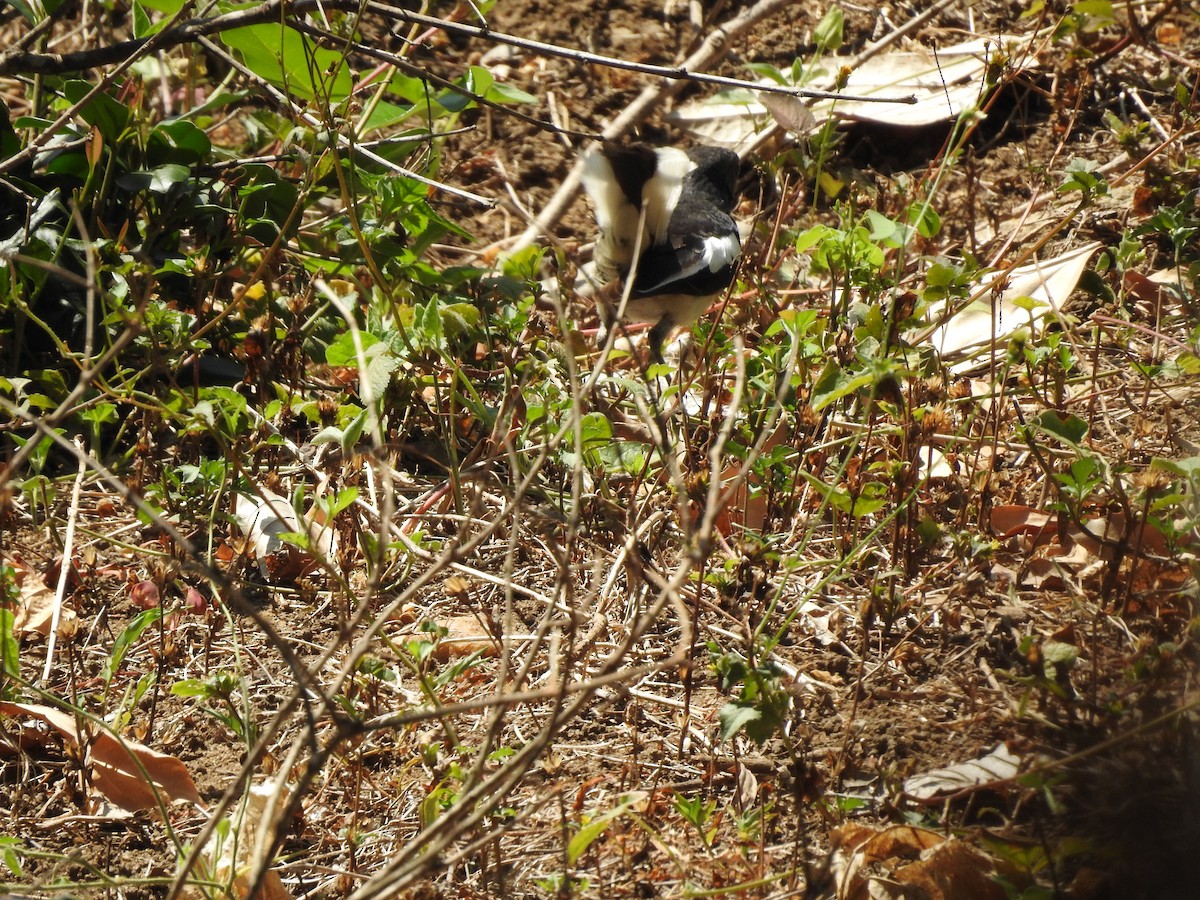 Oriental Magpie-Robin - ML152734051