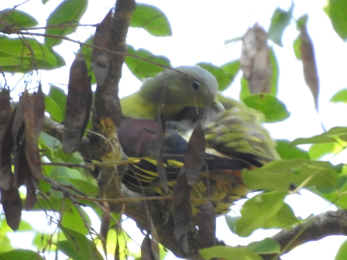 Gray-fronted Green-Pigeon - ML152734591