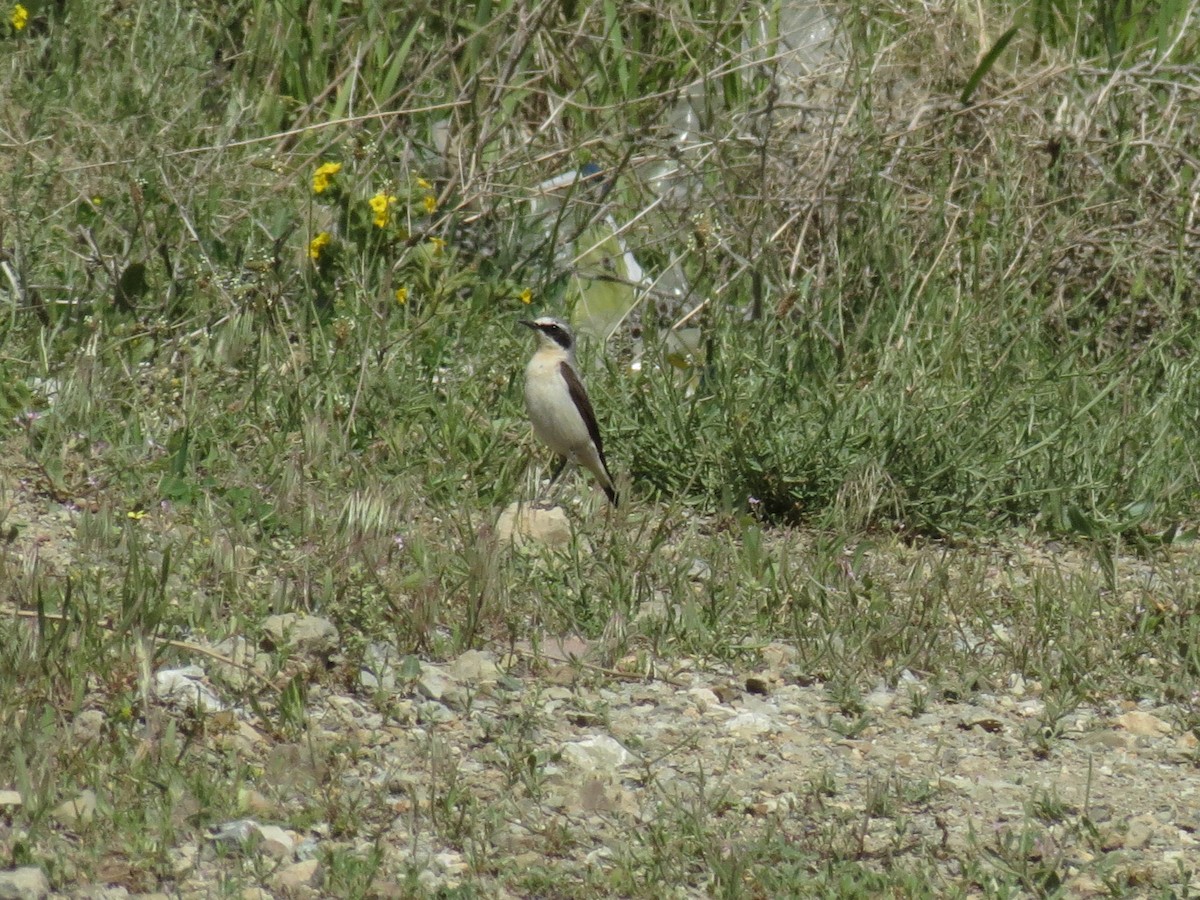 Northern Wheatear - ML152734961