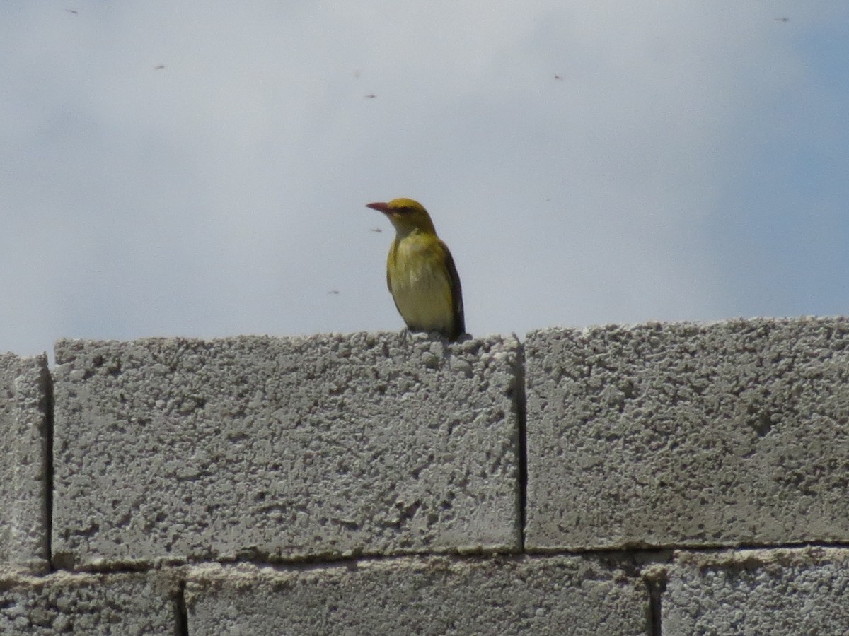 Eurasian Golden Oriole - ML152735041