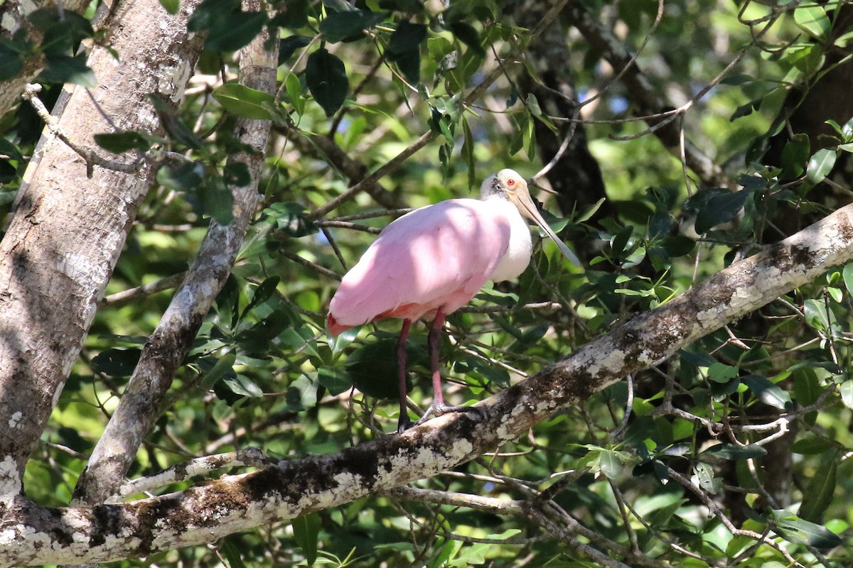 Roseate Spoonbill - ML152735771