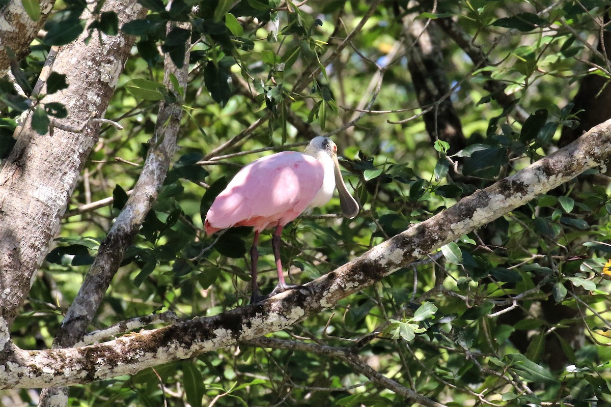 Roseate Spoonbill - ML152735781