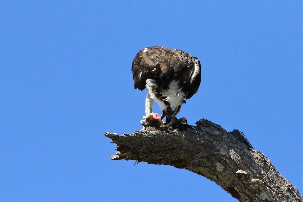 Osprey - ML152736041