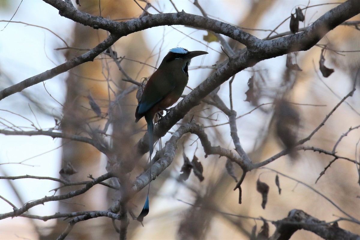 Turquoise-browed Motmot - ML152736661