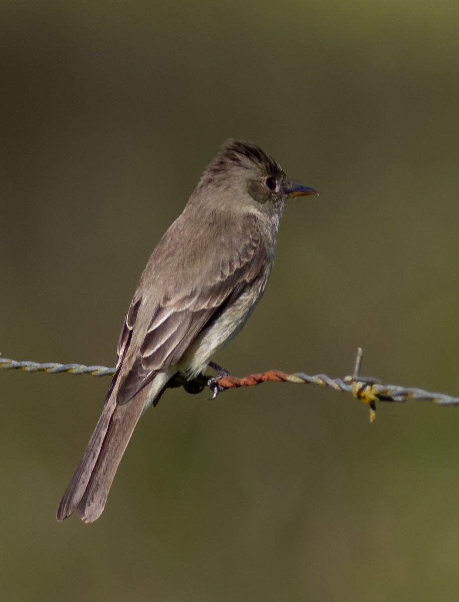 Waldschnäppertyrann - ML152737511