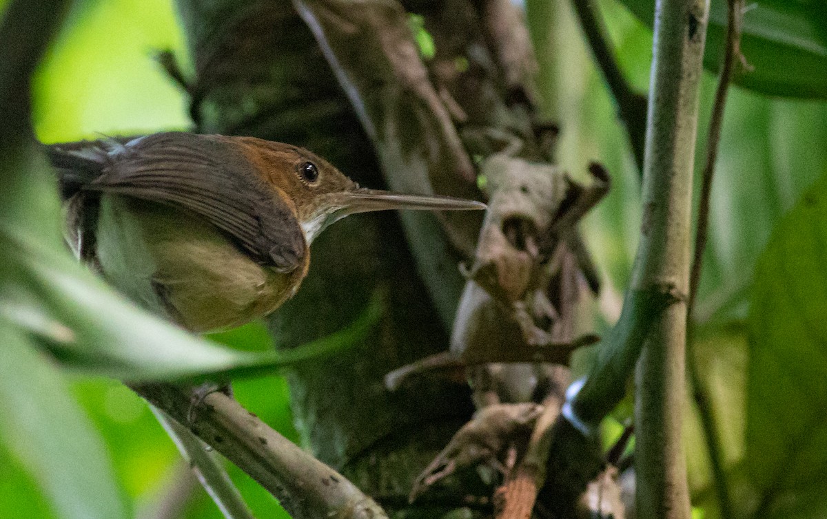 Long-billed Gnatwren - ML152737601