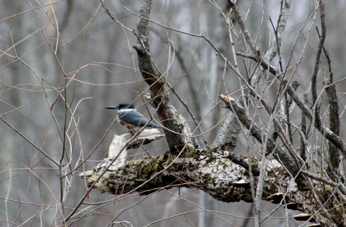 Belted Kingfisher - ML152737791