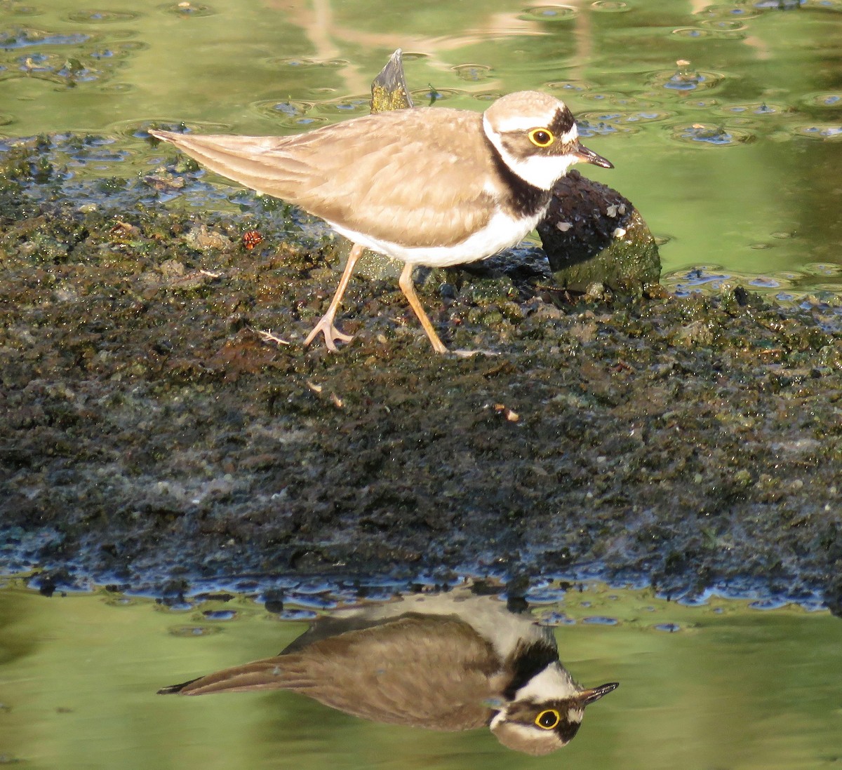 Little Ringed Plover - ML152738441