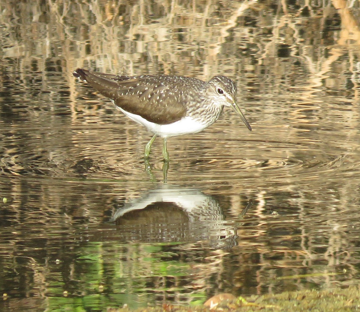 Green Sandpiper - ML152738621